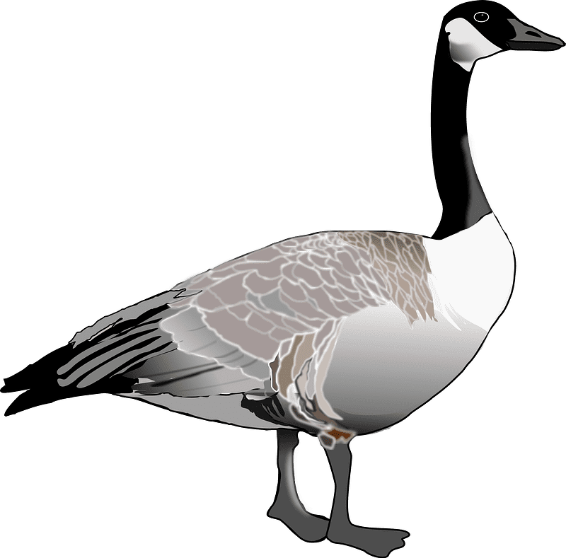 Canada Goose Clipart Transparent Background