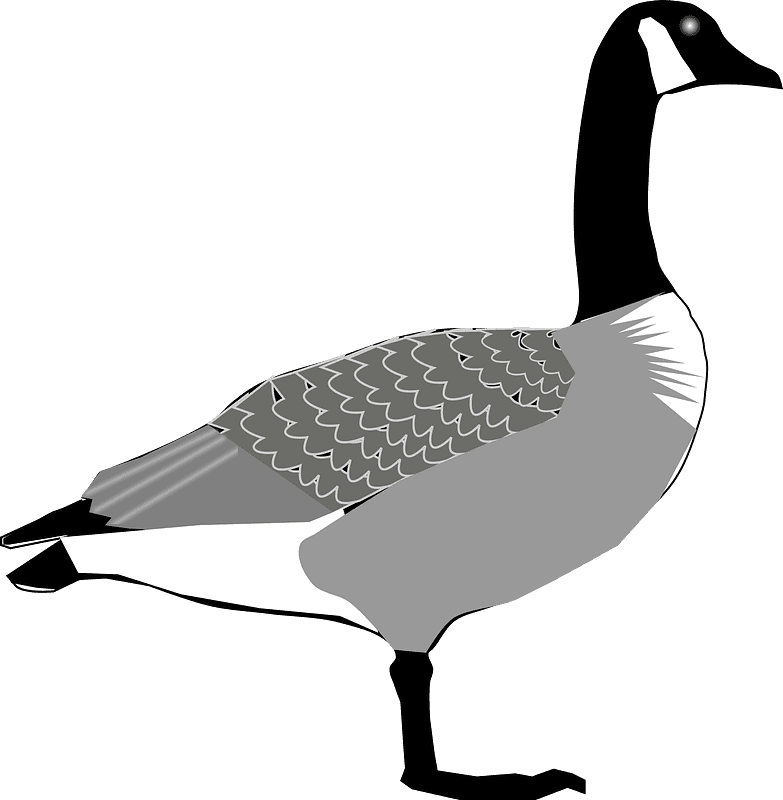 Canada Goose Clipart Transparent