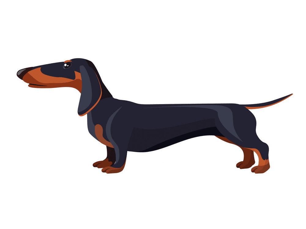 Dachshund Clipart Free Picture