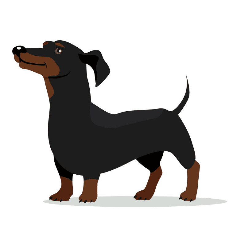 Dachshund Clipart Png Picture