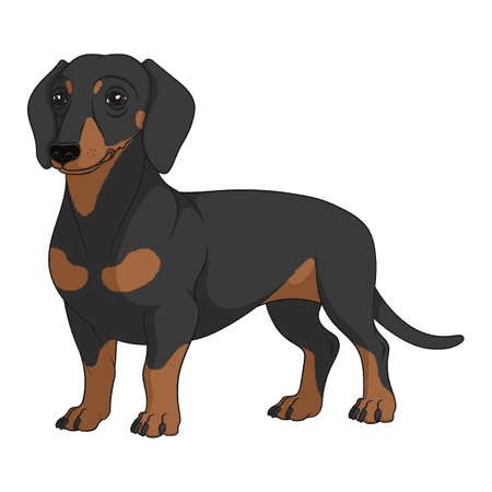 Dachshund Dog Clipart Picture