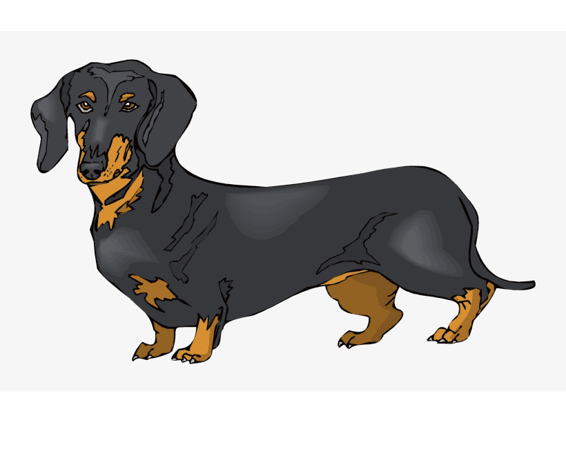 Dachshund Dog Clipart Pictures