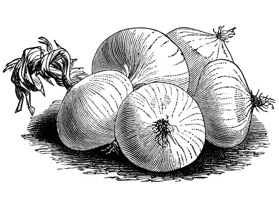 Download Onions Clipart Black and White