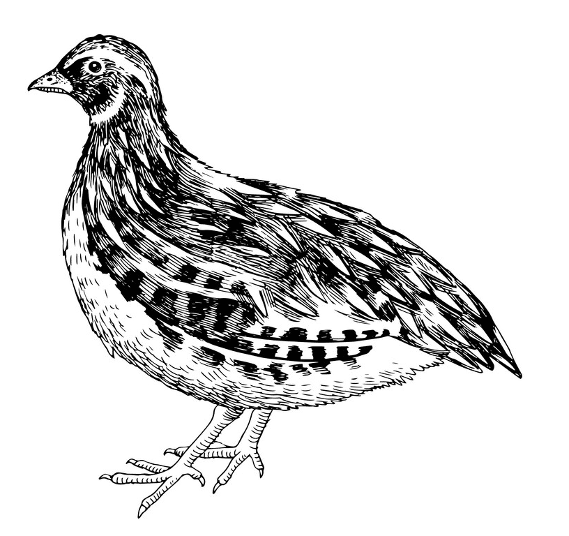 Download Quail Clipart Black And White