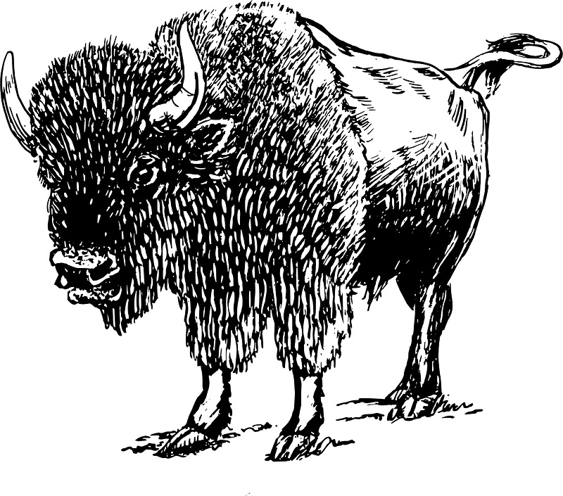 Free Bison Clipart Black and White