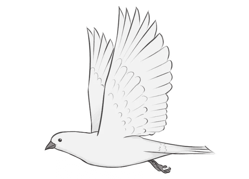 Free Dove Clipart Png