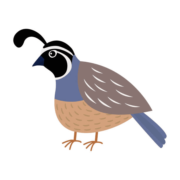 Free Quail Clipart Picture