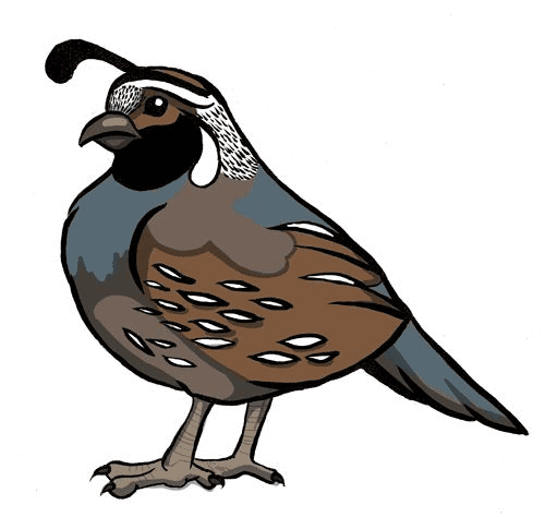 Free Quail Clipart Pictures