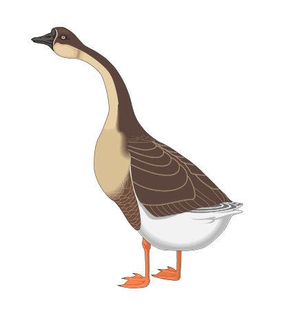 Goose Clipart Png Image
