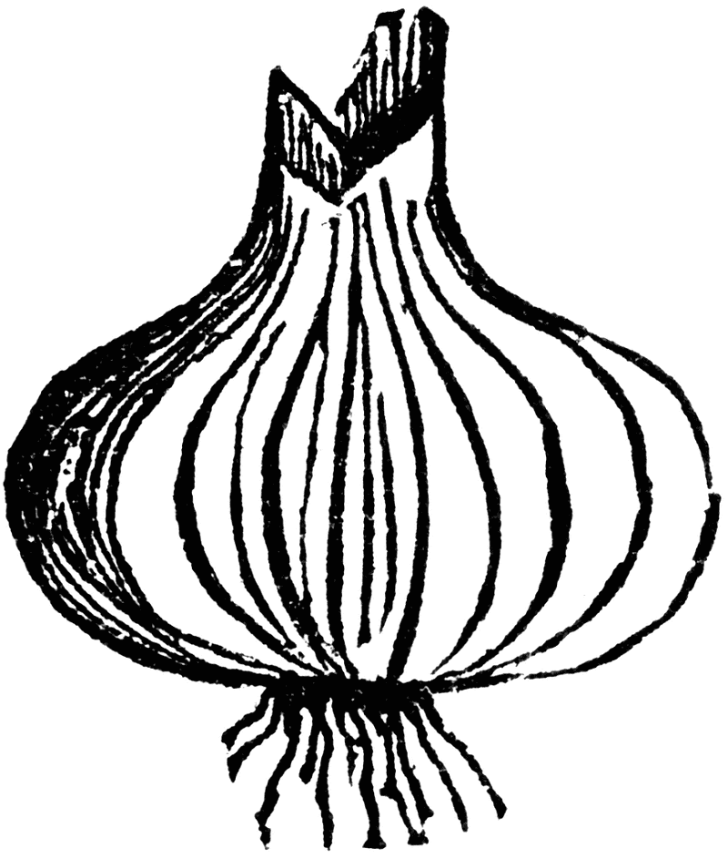 Onion Clipart Black and White