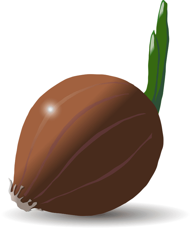Onion Clipart Free Picture