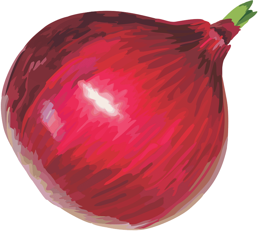 Onion Clipart Image
