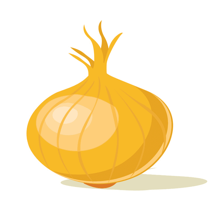 Onion Clipart Pictures