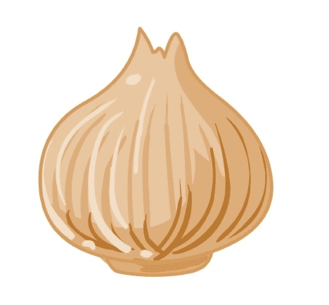 Onion Clipart Png