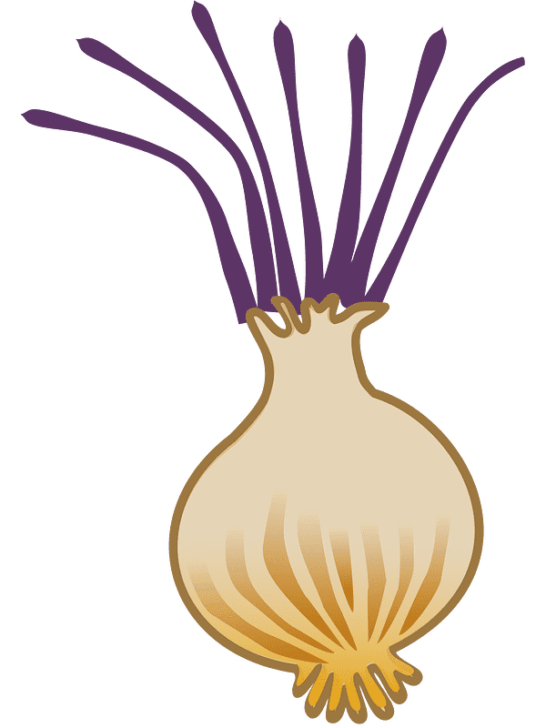 Onion Clipart Transparent Background
