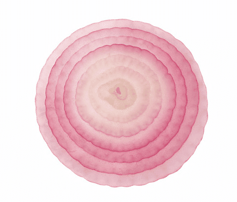 Onion Slice Clipart