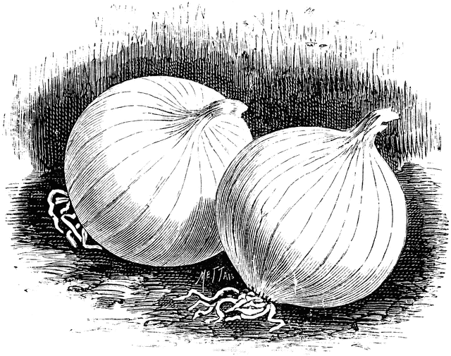 Onions Clipart Black and White