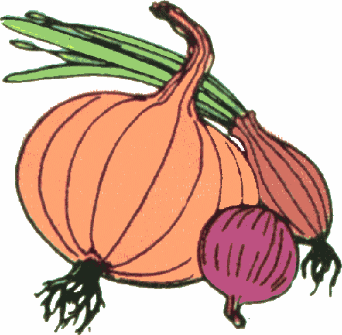 Onions Clipart Image