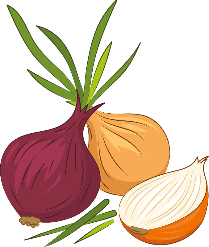 Onions Clipart Images