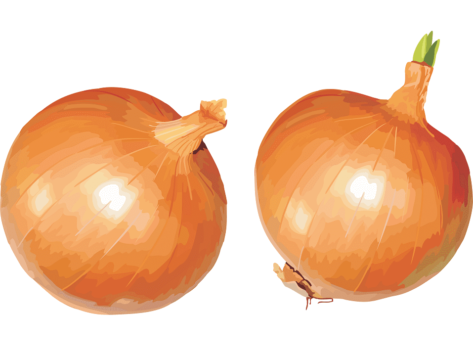 Onions Clipart Png