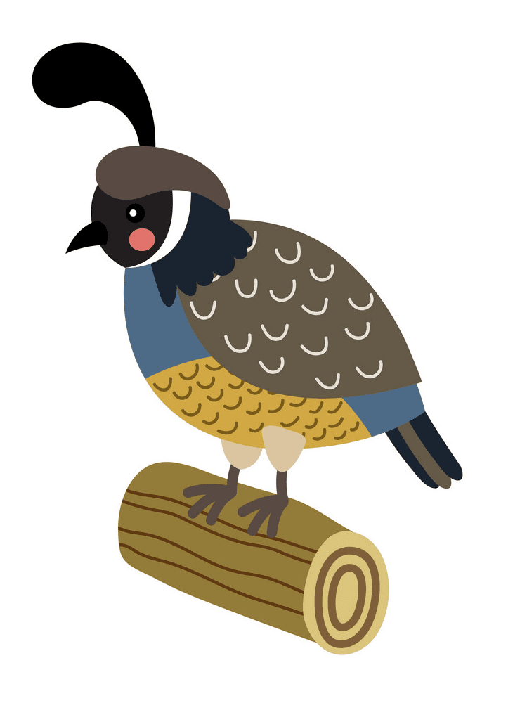 Quail Clipart Free Picture