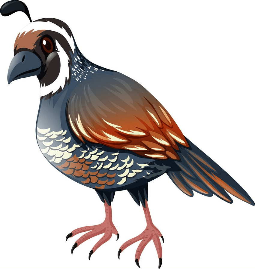 Quail Clipart Free Pictures