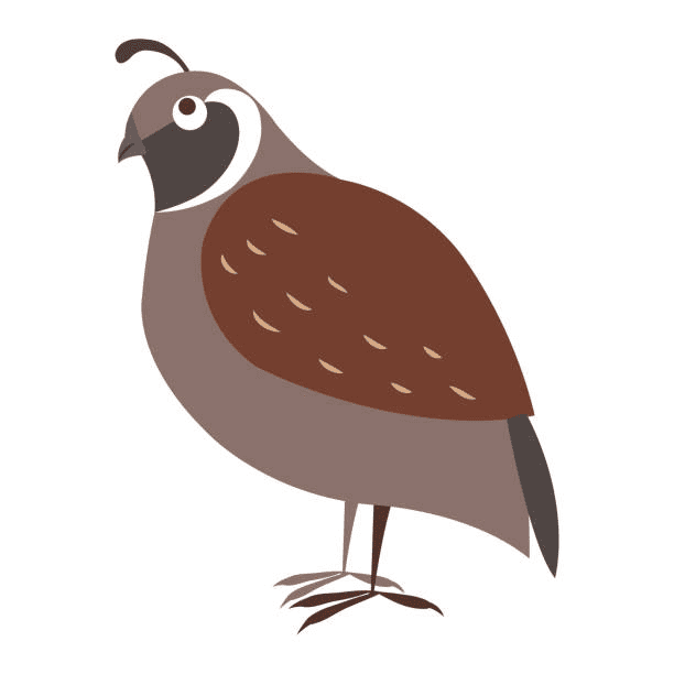 Quail Clipart Free Png Image