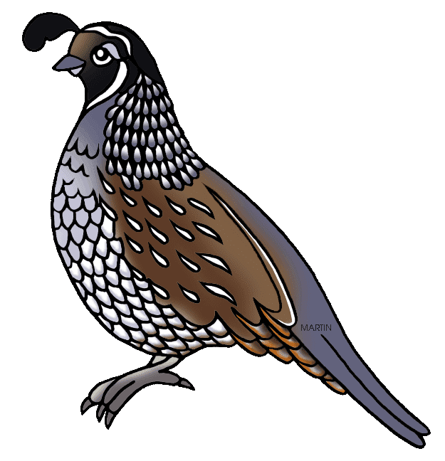 Quail Clipart Free Png Images