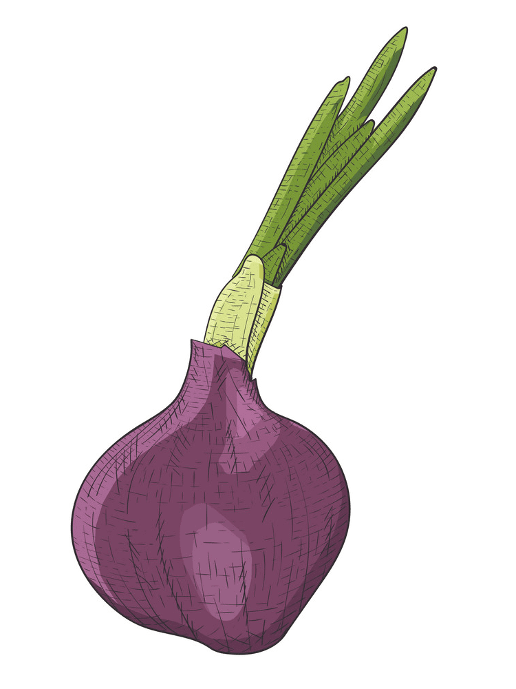 Red Onion Clipart Picture