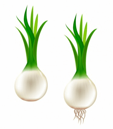 Spring Onions Clipart