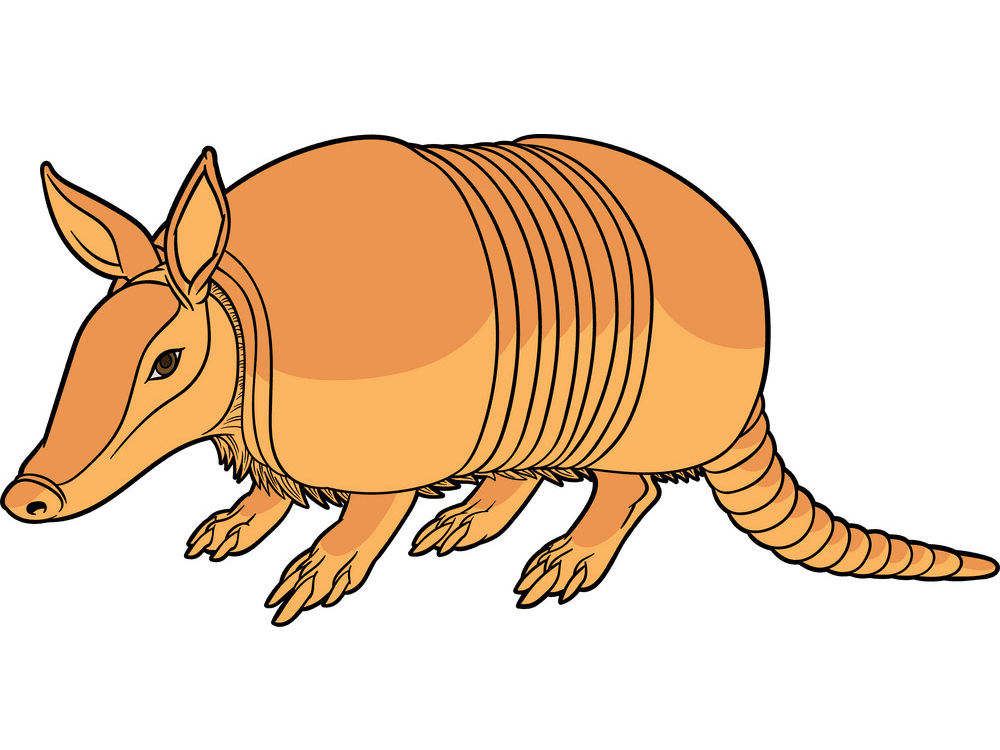 Armadillo Clipart Png Images