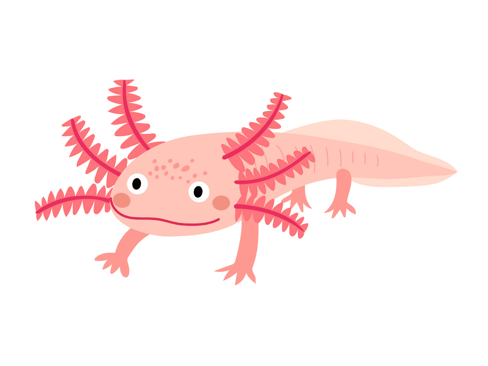 Axolotl Clipart For Free