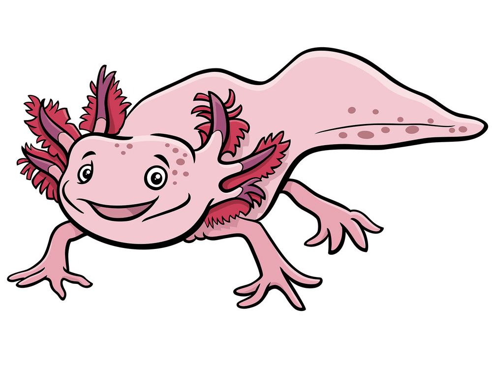 Axolotl Clipart Png Pictures