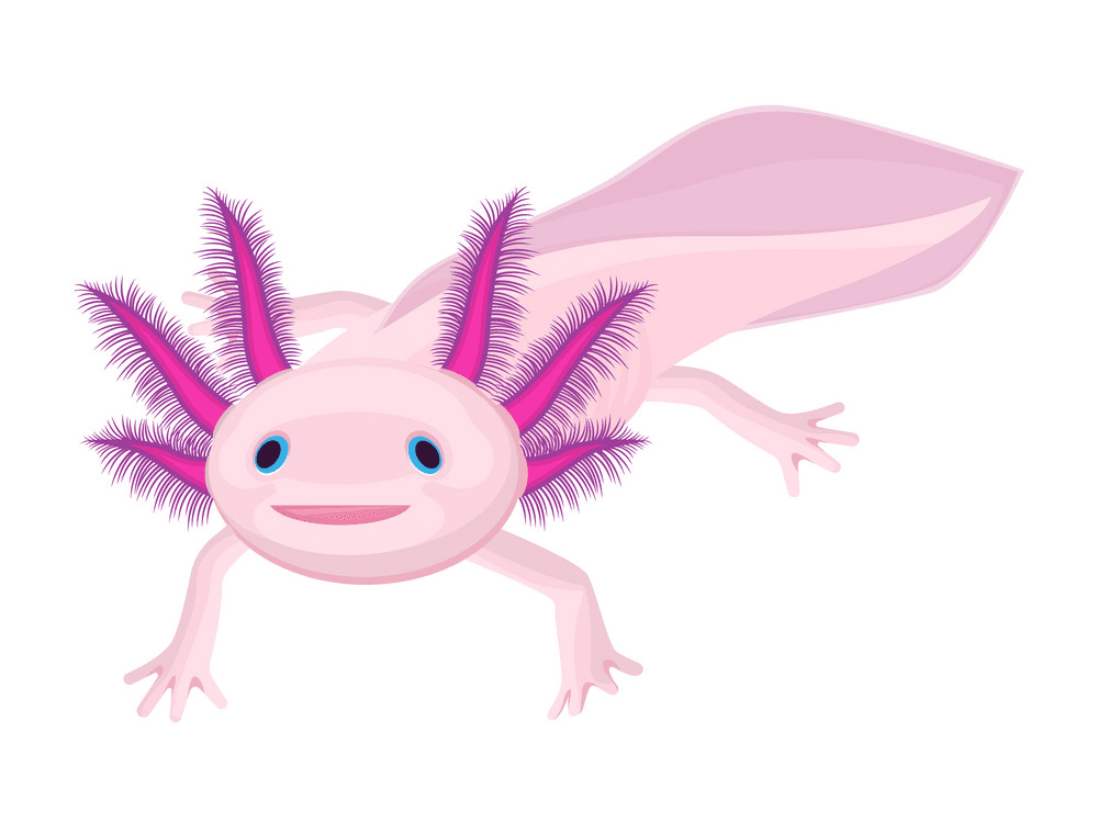 Axolotl Clipart Png