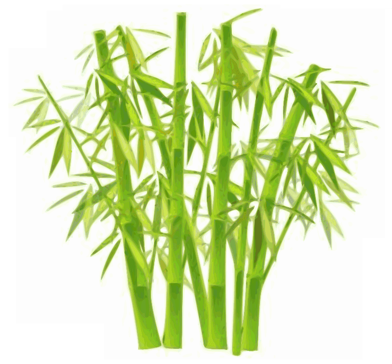 Bamboo Clipart Image