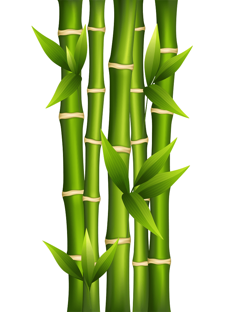 Bamboo Clipart Picture