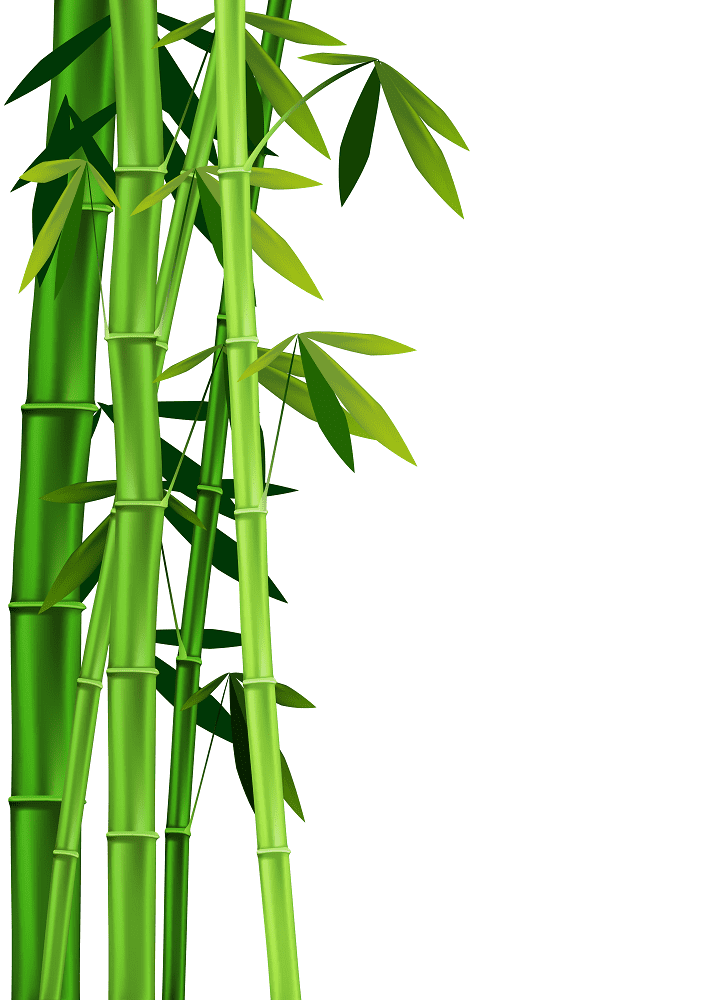 Bamboo Clipart Png Free