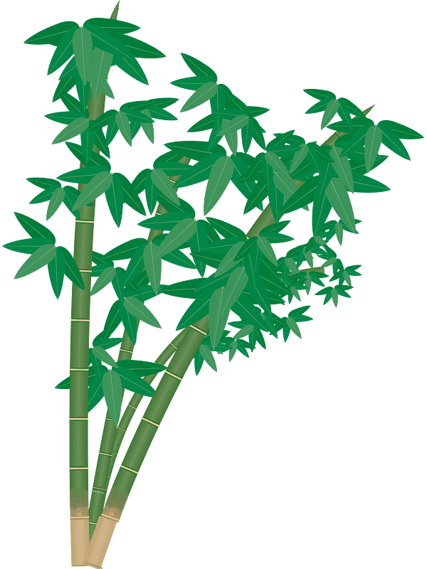Bamboo Clipart Transparent Images