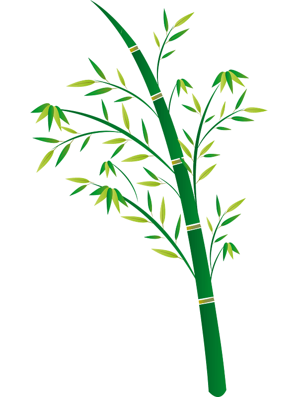 Bamboo Clipart Transparent Pictures