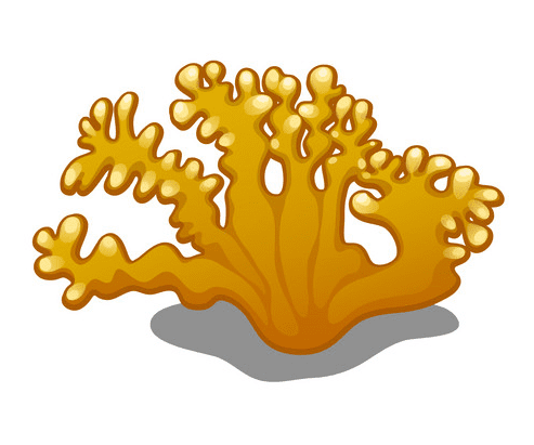 Coral Clipart Download