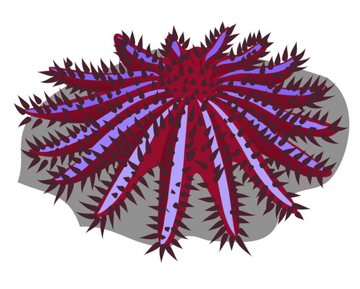 Coral Clipart Picture