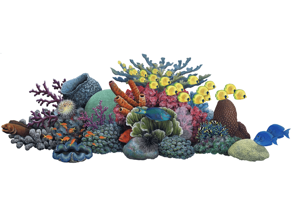 Coral Reef Clipart Free