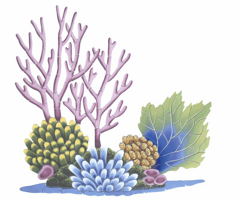Coral Reef Clipart Images