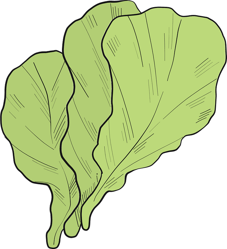 Download Lettuce Clipart Transparent Background