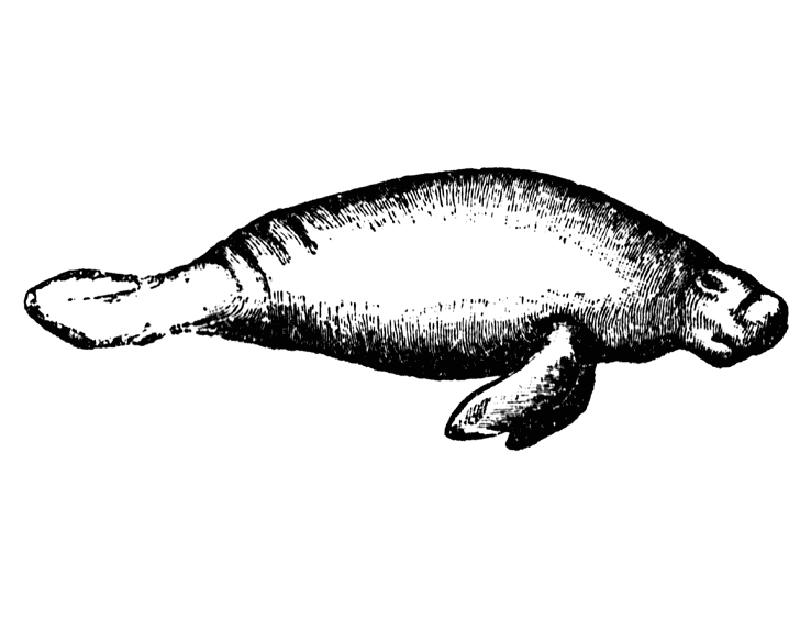 Download Manatee Clipart Black and White