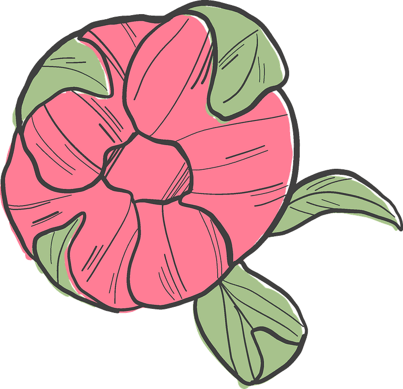 Download Peony Clipart Transparent Background