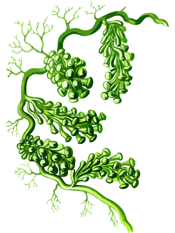 Download Seaweed Transparent Clipart