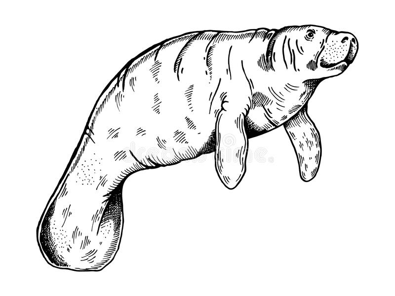 Free Manatee Clipart Black and White