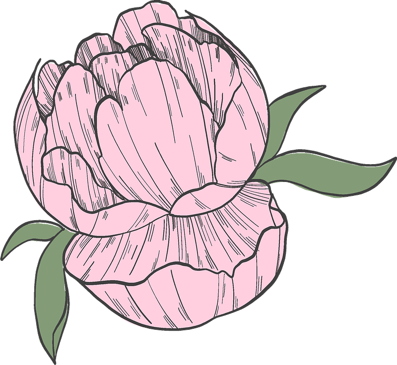 Free Peony Clipart Transparent Background
