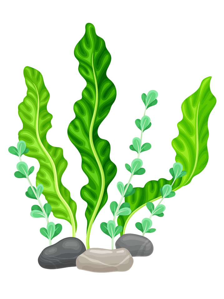 Free Seaweed Clipart Download